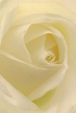 Step into the close embrace of a creamy white rose, where every spiraled petal gently unfurls, evoking the sensation of exploring softness akin to silk or early morning mist settling over St Luke's. The perspective draws you as if nestled amidst the petals yourself, greeted by a serene interplay of gentle shadows and luminous ivory-pearl tones. The rose's center, elegantly coiled, holds quiet complexity, a depth reminiscent of the thoughtful gestures exchanged among neighbors in the heart of St Luke's. This bloom embodies peace-each matte, feather-light petal arranged skillfully by a florist who understands that true beauty often lies in restraint and subtlety. It's a flower chosen for the most heartfelt moments: expressing sympathy, admiration, or the promise of new beginnings in the community. The fragrance, though just imagined, seems to linger-soft, sweet, and unassuming-adding to the tranquil mood. In this image, not just a flower but an emotion is captured: the warmth of a gentle morning, the comfort of a shared memory, and the artistry that goes into every meaningful bouquet arranged for delivery throughout St Luke's.